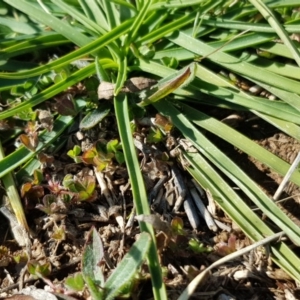 Arthropodium fimbriatum at Lyneham, ACT - 25 Aug 2020