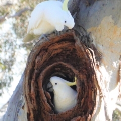 Cacatua galerita (Sulphur-crested Cockatoo) at Hughes Grassy Woodland - 25 Aug 2020 by JackyF