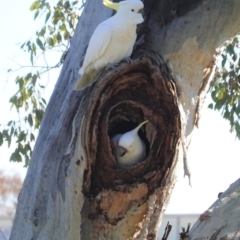 Cacatua galerita at Hughes, ACT - 26 Aug 2020