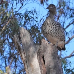 Chenonetta jubata (Australian Wood Duck) at Hughes Grassy Woodland - 25 Aug 2020 by JackyF