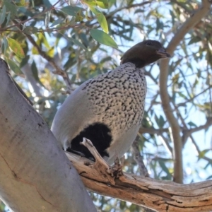 Chenonetta jubata at Deakin, ACT - 26 Aug 2020