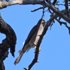 Accipiter fasciatus (Brown Goshawk) at Red Hill Nature Reserve - 24 Aug 2020 by JackyF