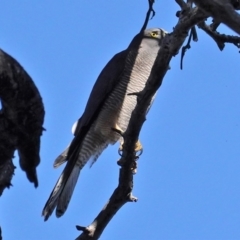 Accipiter fasciatus at Deakin, ACT - 24 Aug 2020