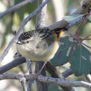 Pardalotus punctatus at Deakin, ACT - 24 Aug 2020