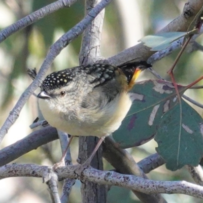 Pardalotus punctatus (Spotted Pardalote) at Red Hill Nature Reserve - 24 Aug 2020 by JackyF