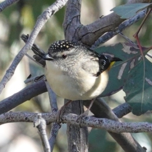 Pardalotus punctatus at Deakin, ACT - 24 Aug 2020