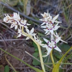 Wurmbea dioica subsp. dioica (Early Nancy) at Hawker, ACT - 26 Aug 2020 by trevorpreston