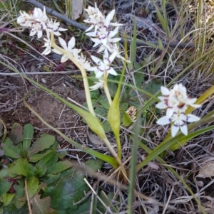 Wurmbea dioica subsp. dioica at Hawker, ACT - 26 Aug 2020