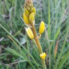 Bulbine bulbosa (Golden Lily, Bulbine Lily) at Hawker, ACT - 26 Aug 2020 by tpreston