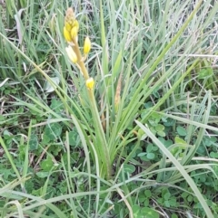 Bulbine bulbosa at Hawker, ACT - 26 Aug 2020 04:00 PM