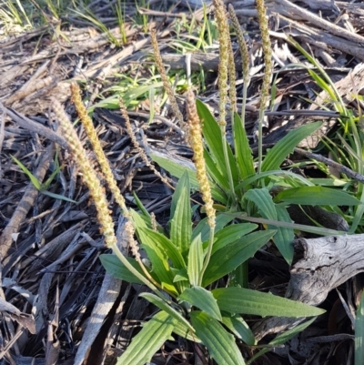 Plantago varia (Native Plaintain) at Hawker, ACT - 26 Aug 2020 by trevorpreston