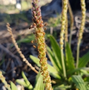 Plantago varia at Hawker, ACT - 26 Aug 2020 04:01 PM