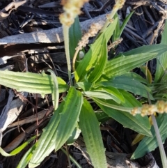 Plantago varia at Hawker, ACT - 26 Aug 2020