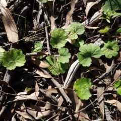 Hydrocotyle laxiflora (Stinking Pennywort) at Hawker, ACT - 26 Aug 2020 by tpreston