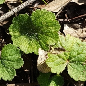 Hydrocotyle laxiflora at Hawker, ACT - 26 Aug 2020