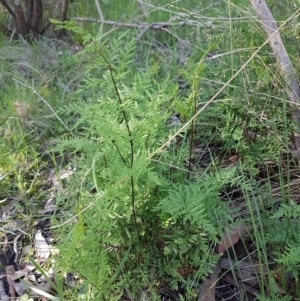 Cheilanthes austrotenuifolia at Hawker, ACT - 26 Aug 2020 04:04 PM