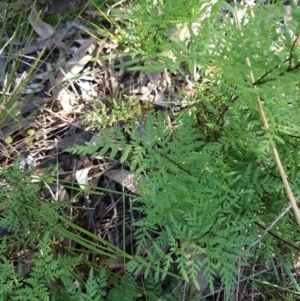 Cheilanthes austrotenuifolia at Hawker, ACT - 26 Aug 2020