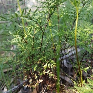 Cheilanthes austrotenuifolia at Hawker, ACT - 26 Aug 2020 04:04 PM