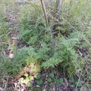 Cheilanthes austrotenuifolia at Hawker, ACT - 26 Aug 2020 04:04 PM