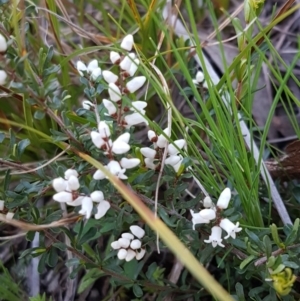 Cryptandra amara at Hawker, ACT - 26 Aug 2020