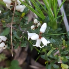 Cryptandra amara at Hawker, ACT - 26 Aug 2020