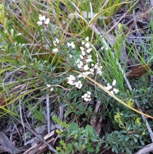 Cryptandra amara at Hawker, ACT - 26 Aug 2020