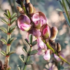 Indigofera adesmiifolia (Tick Indigo) at Hawker, ACT - 26 Aug 2020 by tpreston