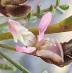 Indigofera adesmiifolia at Hawker, ACT - 26 Aug 2020 04:12 PM