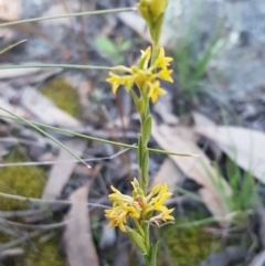 Pimelea curviflora (Curved Rice-flower) at Hawker, ACT - 26 Aug 2020 by trevorpreston