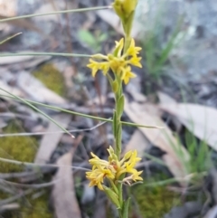 Pimelea curviflora (Curved Rice-flower) at Hawker, ACT - 26 Aug 2020 by tpreston