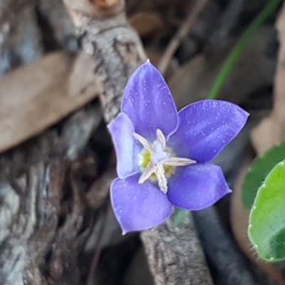 Wahlenbergia sp. (Bluebell) at Hawker, ACT - 26 Aug 2020 by tpreston