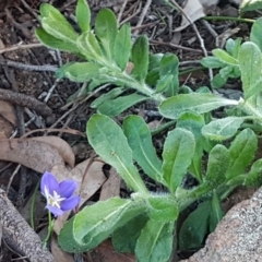 Wahlenbergia sp. at Hawker, ACT - 26 Aug 2020