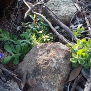 Wahlenbergia sp. at Hawker, ACT - 26 Aug 2020