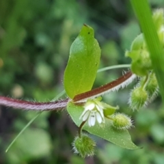 Stellaria media (Common Chickweed) at Hawker, ACT - 26 Aug 2020 by trevorpreston