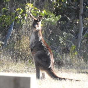 Macropus giganteus at Penrose, NSW - 11 Aug 2020