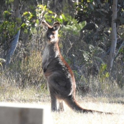 Macropus giganteus (Eastern Grey Kangaroo) at Penrose - 11 Aug 2020 by GlossyGal