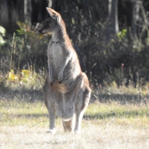 Macropus giganteus at Penrose, NSW - 11 Aug 2020