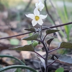 Solanum nigrum (Black Nightshade) at Hawker, ACT - 26 Aug 2020 by trevorpreston