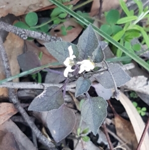 Solanum nigrum at Hawker, ACT - 26 Aug 2020