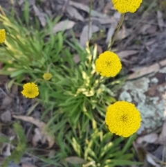 Craspedia variabilis (Common Billy Buttons) at Hawker, ACT - 26 Aug 2020 by trevorpreston