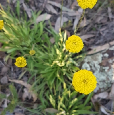 Craspedia variabilis (Common Billy Buttons) at Hawker, ACT - 26 Aug 2020 by tpreston