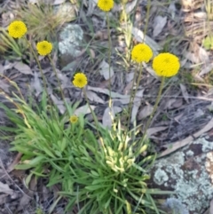 Craspedia variabilis at Hawker, ACT - 26 Aug 2020