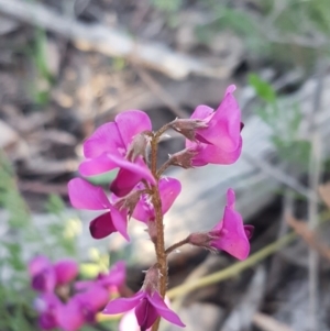 Swainsona sericea at Hawker, ACT - 26 Aug 2020