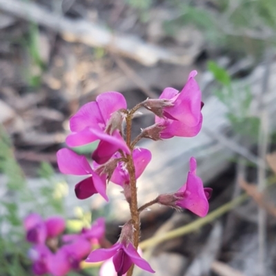 Swainsona sericea (Silky Swainson-Pea) at Hawker, ACT - 26 Aug 2020 by tpreston