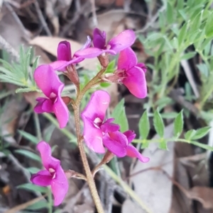 Swainsona sericea at Hawker, ACT - 26 Aug 2020