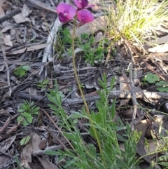 Swainsona sericea at Hawker, ACT - 26 Aug 2020