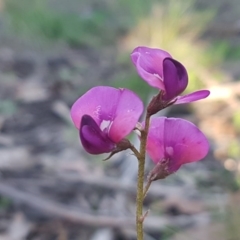 Swainsona sericea at Hawker, ACT - 26 Aug 2020