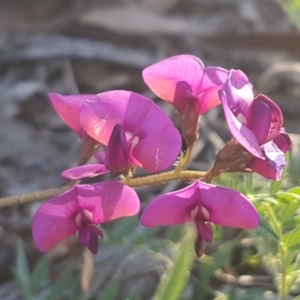 Swainsona sericea at Hawker, ACT - 26 Aug 2020