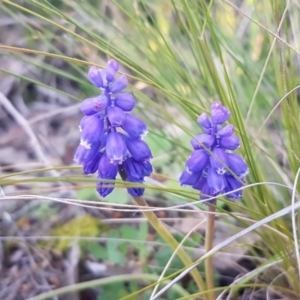 Muscari armeniacum at Hawker, ACT - 26 Aug 2020 04:48 PM