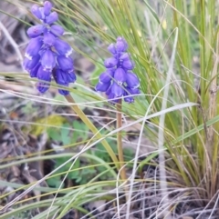 Muscari armeniacum at Hawker, ACT - 26 Aug 2020 04:48 PM